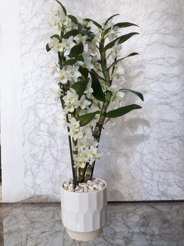 Dendrobium