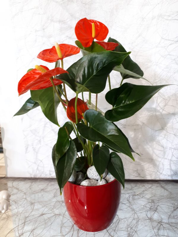 Anthurium