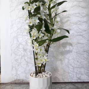 Dendrobium