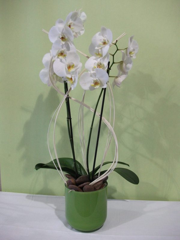 Phalaenopsis