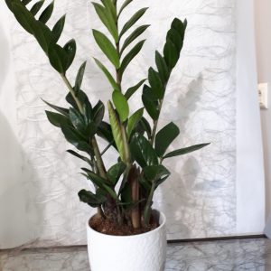 Zamioculcas