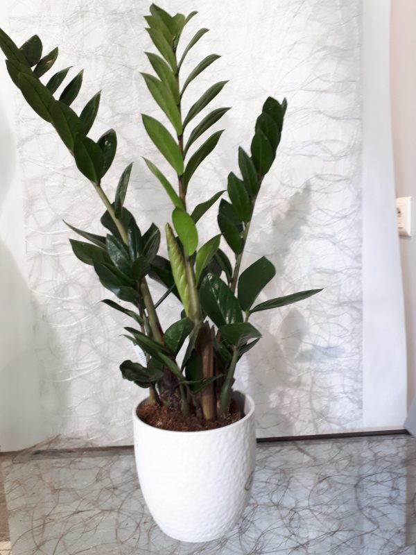 Zamioculcas